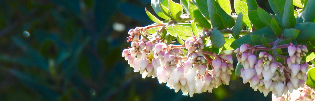 manzanita flowers