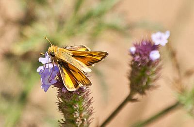 butterfly-verbena