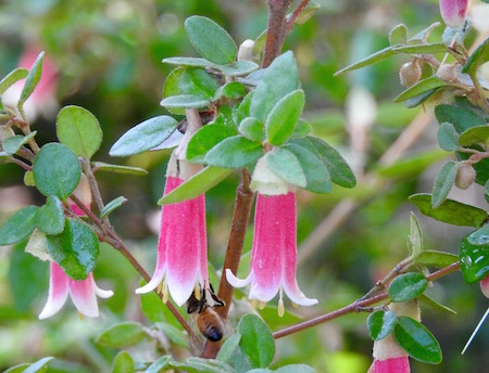 Correa ‘Strawberries and Cream’