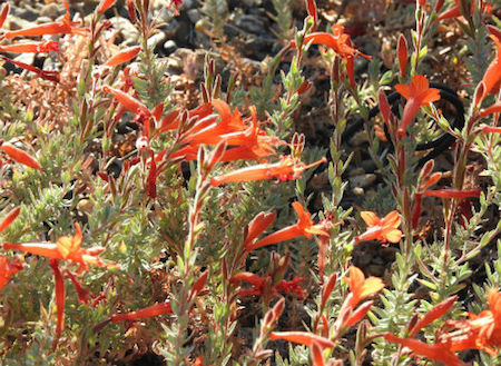 Epilobium canum (California Fuschia)