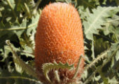 Banksia victoriae (Woolly Orange Banksia)