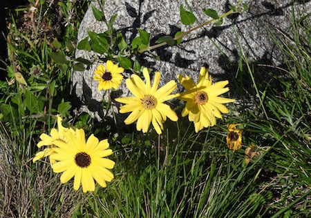 Encelia californica (California Brittlebush)