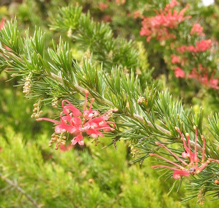 Grevillea 'Canberra Gem'