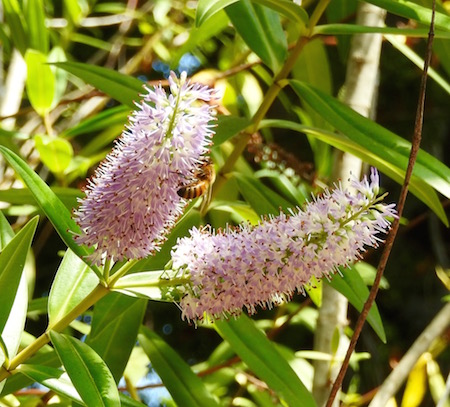 Hebe 'Wiri Grace'