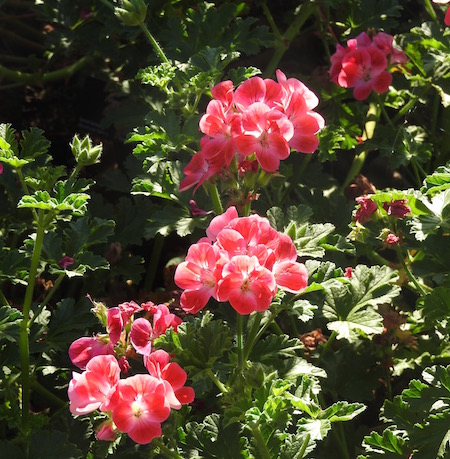 Pelargonium sp.(Geranium)