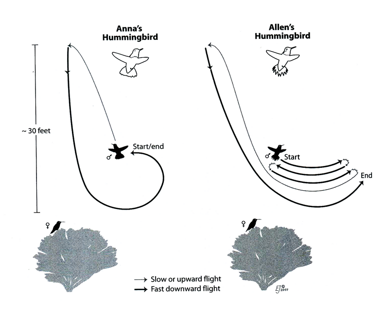 flight of Anna's and Allen's hummingbirds