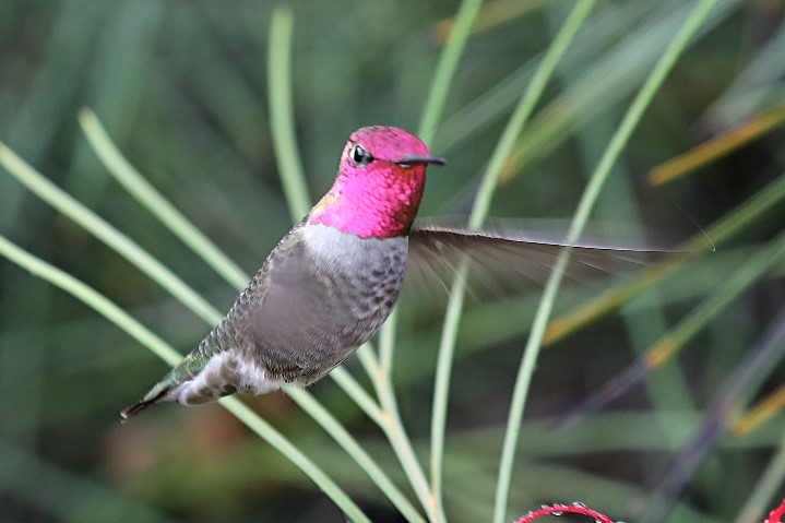 Male Anna's hummingbird