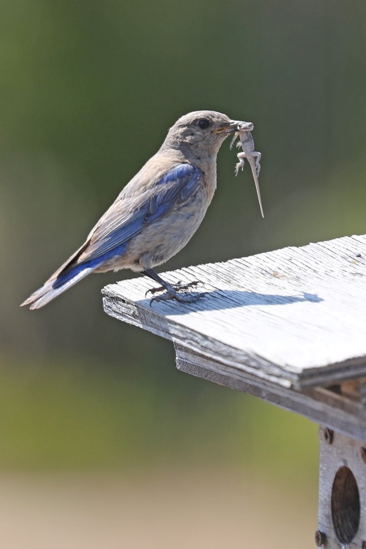 female bluebird