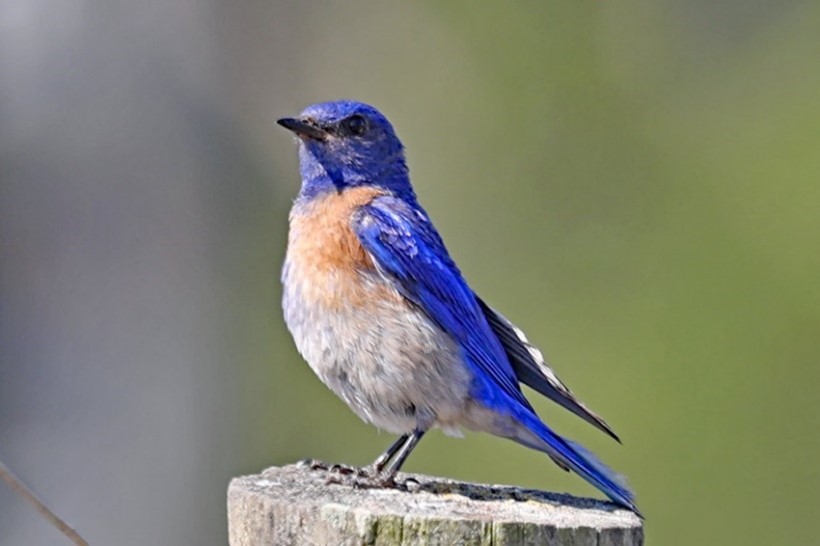 male bluebird