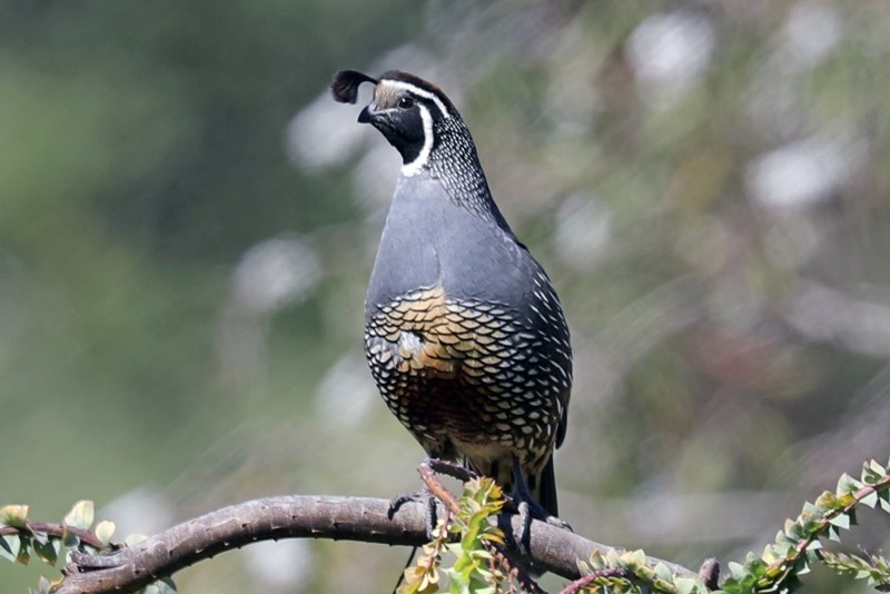 California quail