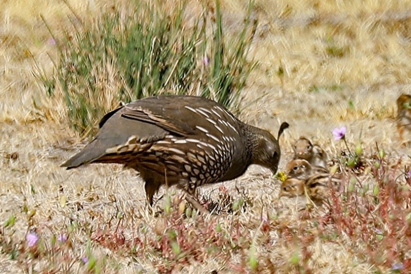 California quail