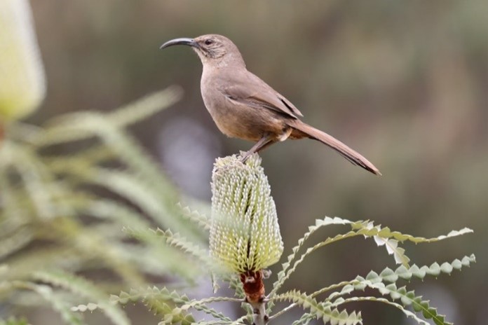 California thrasher