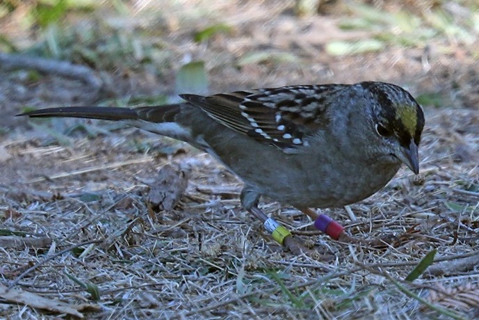 Golden-crowned sparrow