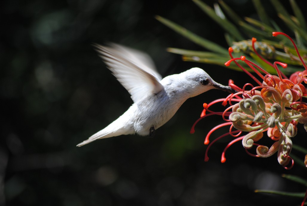 Leucistic Anna's hummingbird