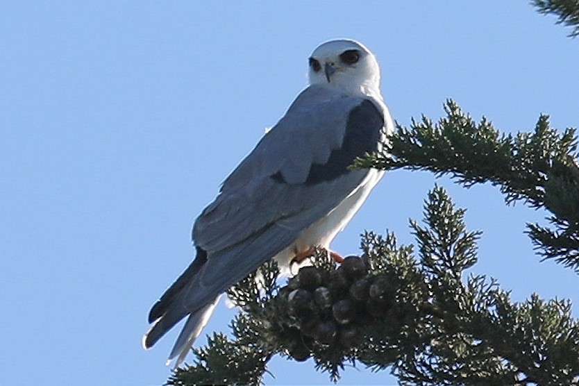 white-tailed kite